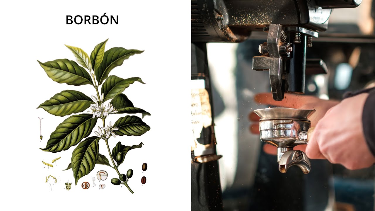 What is Borbon (Bourbon)? | Single Origin Varietal Explained
