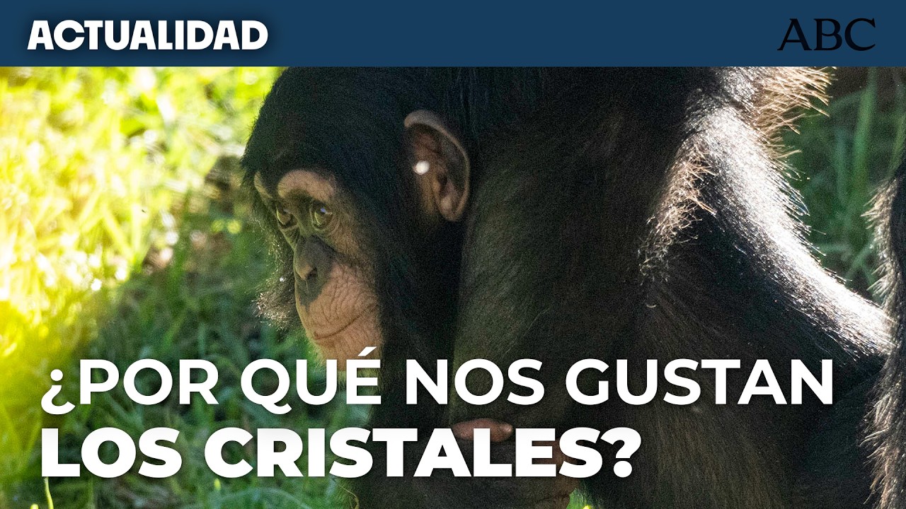 Experimentos con chimpancés arrojan luz a por qué nos fascinan los cristales