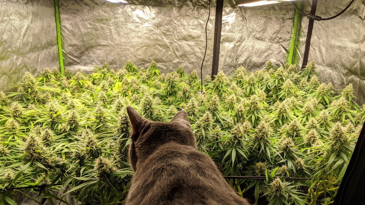 Doesn't Smell Like Catnip! Day 44 of Flower, End of Week Six