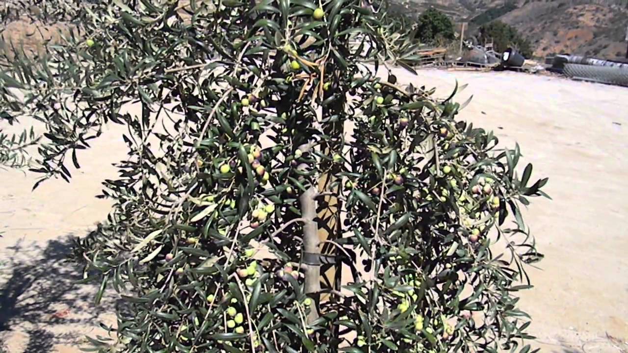 Arbequina Olive Tree IRTA i18