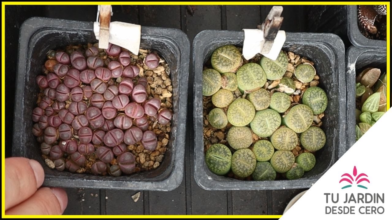 ¿Cómo Germinar Lithops?  ¿Cuándo Sembrar Piedras Vivas desde cero? Tu Jardín desde Cero