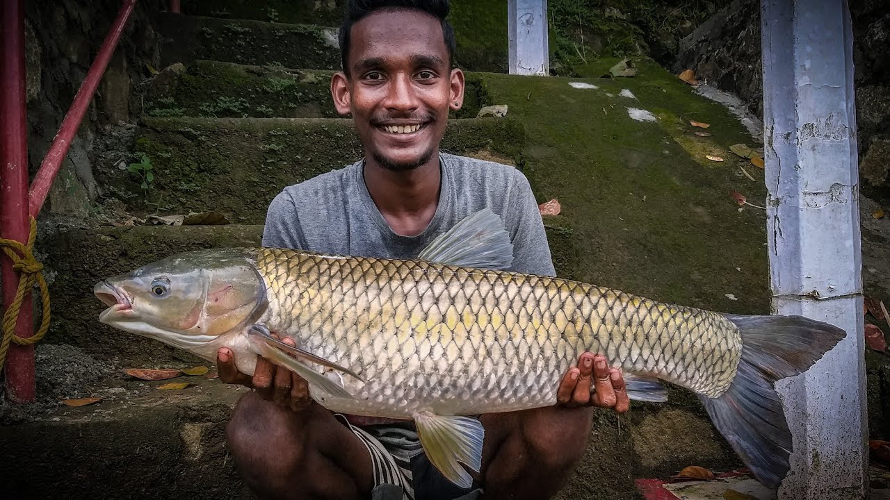 പമ്പയാറ്റിൽ നിന്നും ഒരു കിടിലൻ ഗ്രാസ് കാർപ് | Grass carp hunting|