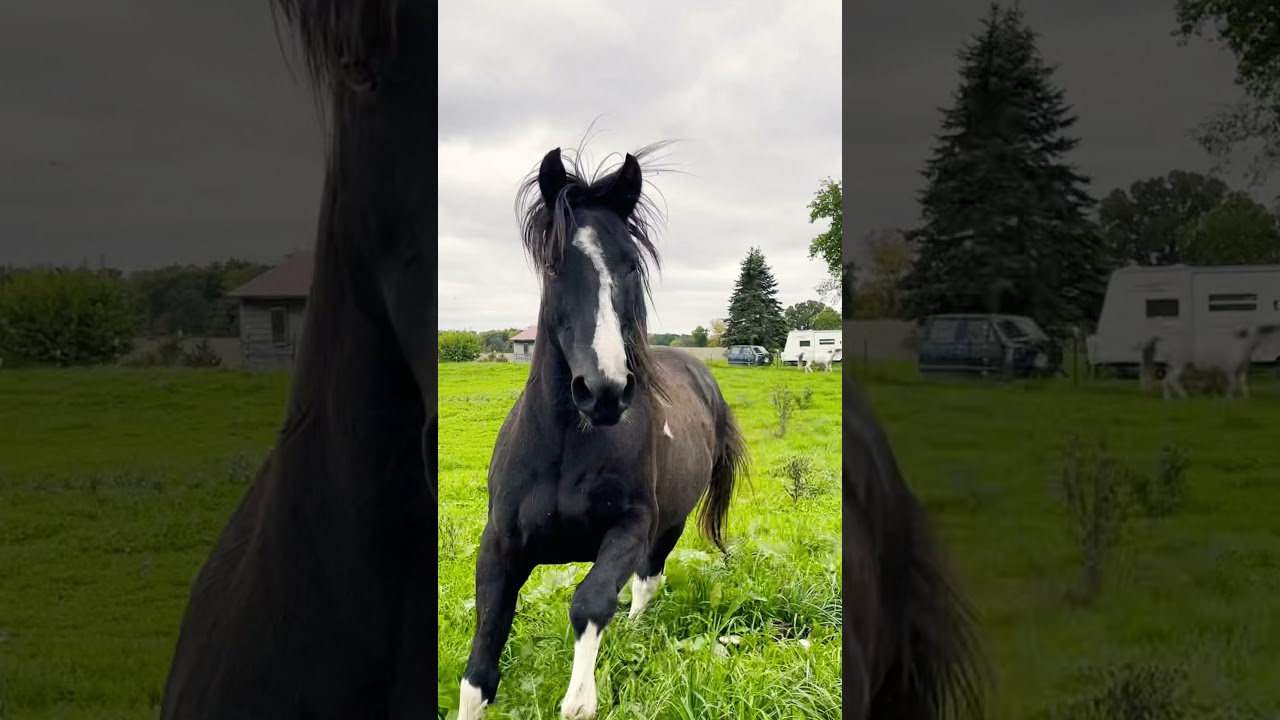 Horses Running in the Pasture