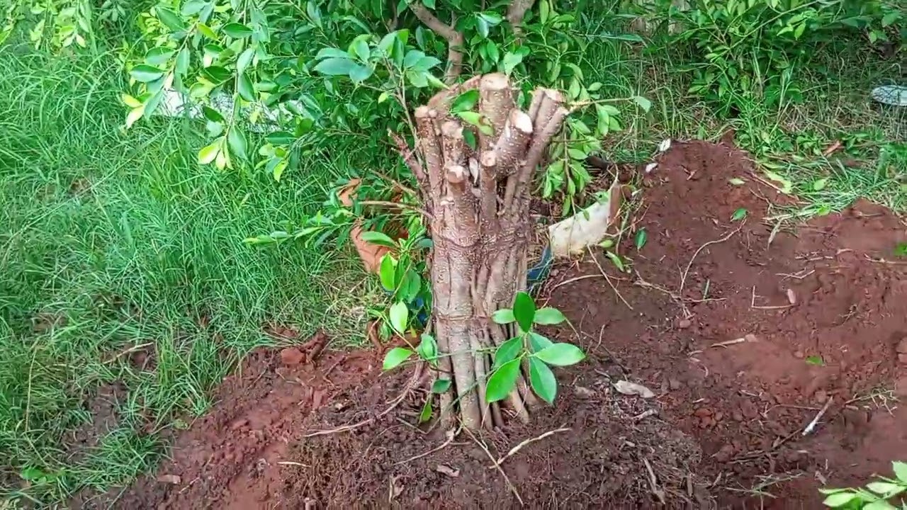 Retirando ficus parte 03 