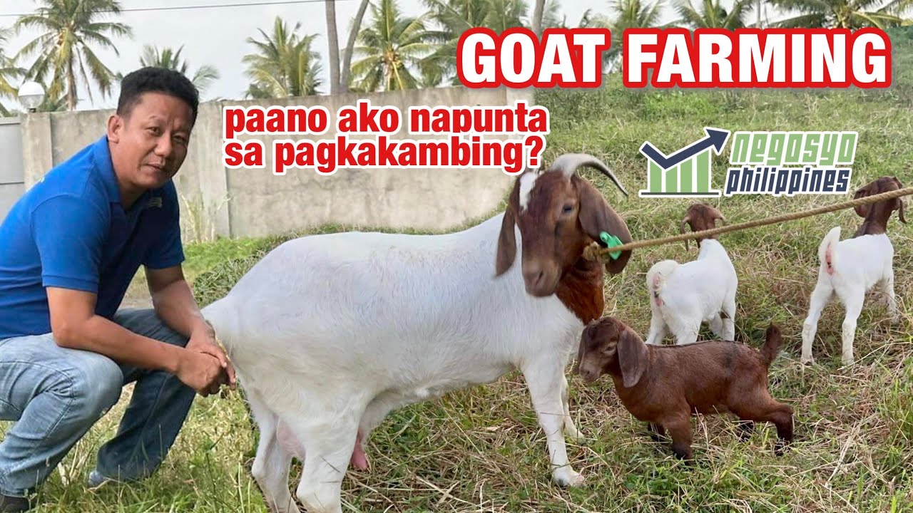 GOAT FARMING (PAANO AKO NAPUNTA SA PAGKAKAMBING?) | Negosyo Philippines