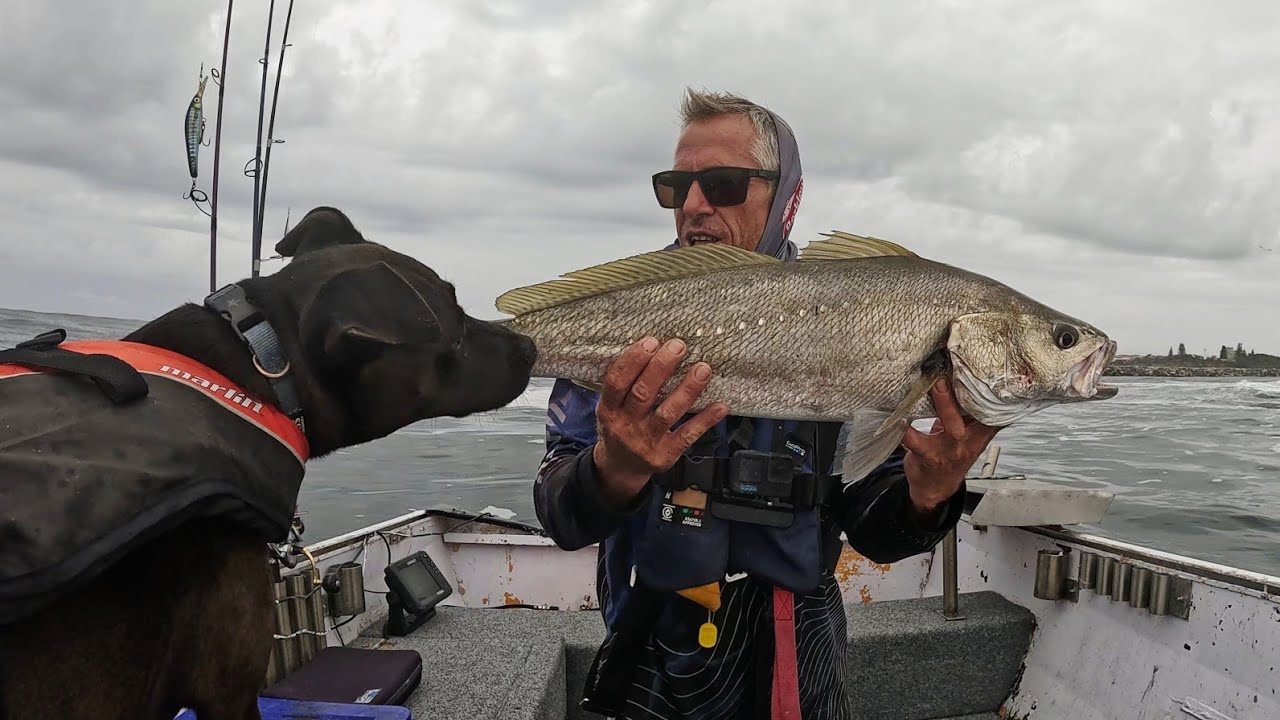To many Mulloway to count! (Catch & Cook)