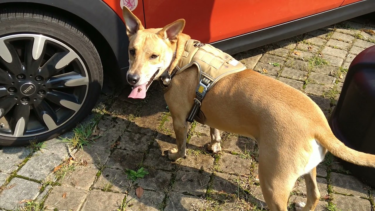 Carolina dog Behavior, intentionally mistake, American dingo