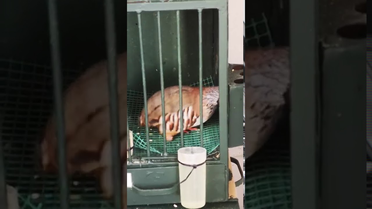 estoy intentando por todos los medio con veterinario y no hay nada que hacer se me ba mi pájaro,.