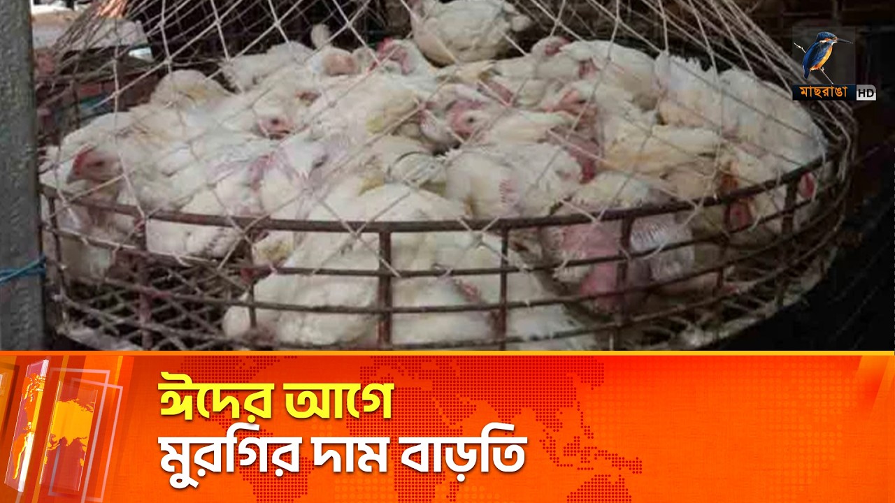 ঈদের আগে মুরগির দাম বাড়তি | Maasranga News