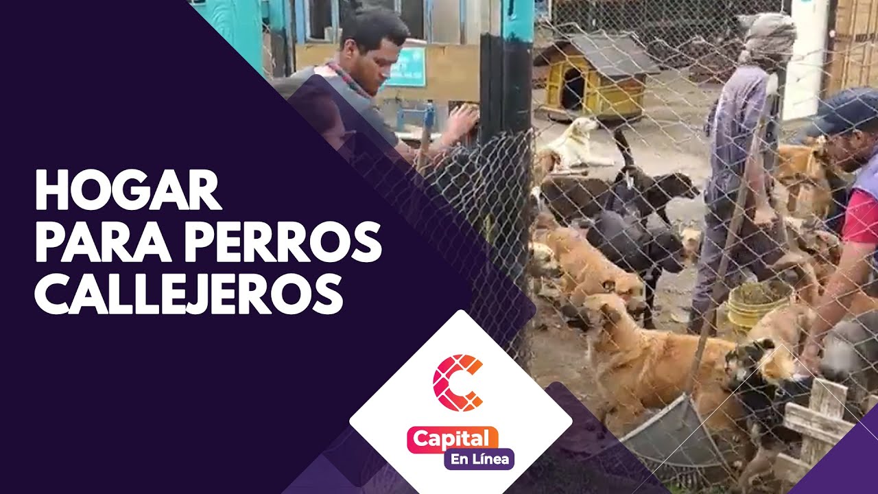 Una nueva vida para perros abandonados en las calles de Bogotá | Capital En Línea