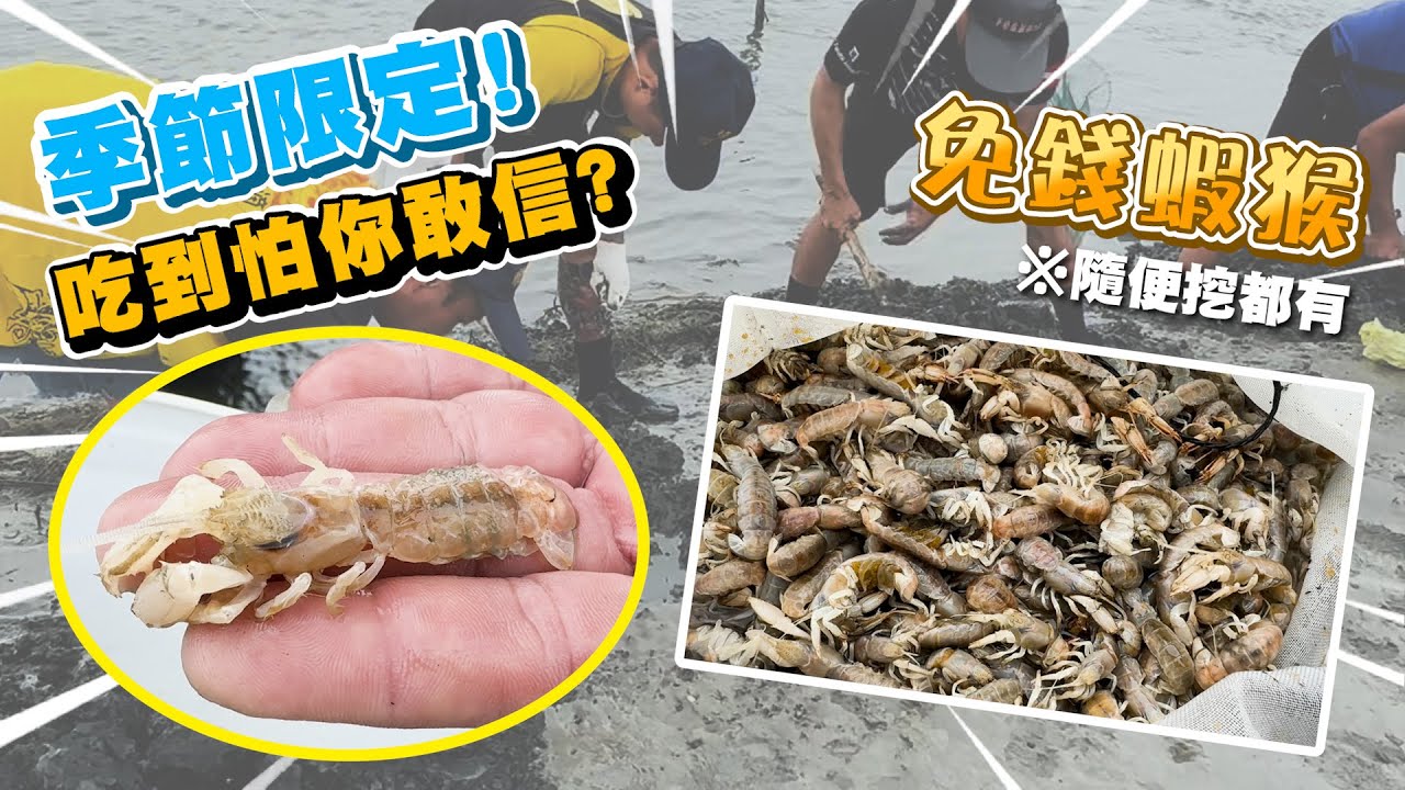 趕海系列｜美味海鮮螻蛄蝦/免錢蝦猴隨便挖/季節限定海邊抓猴。