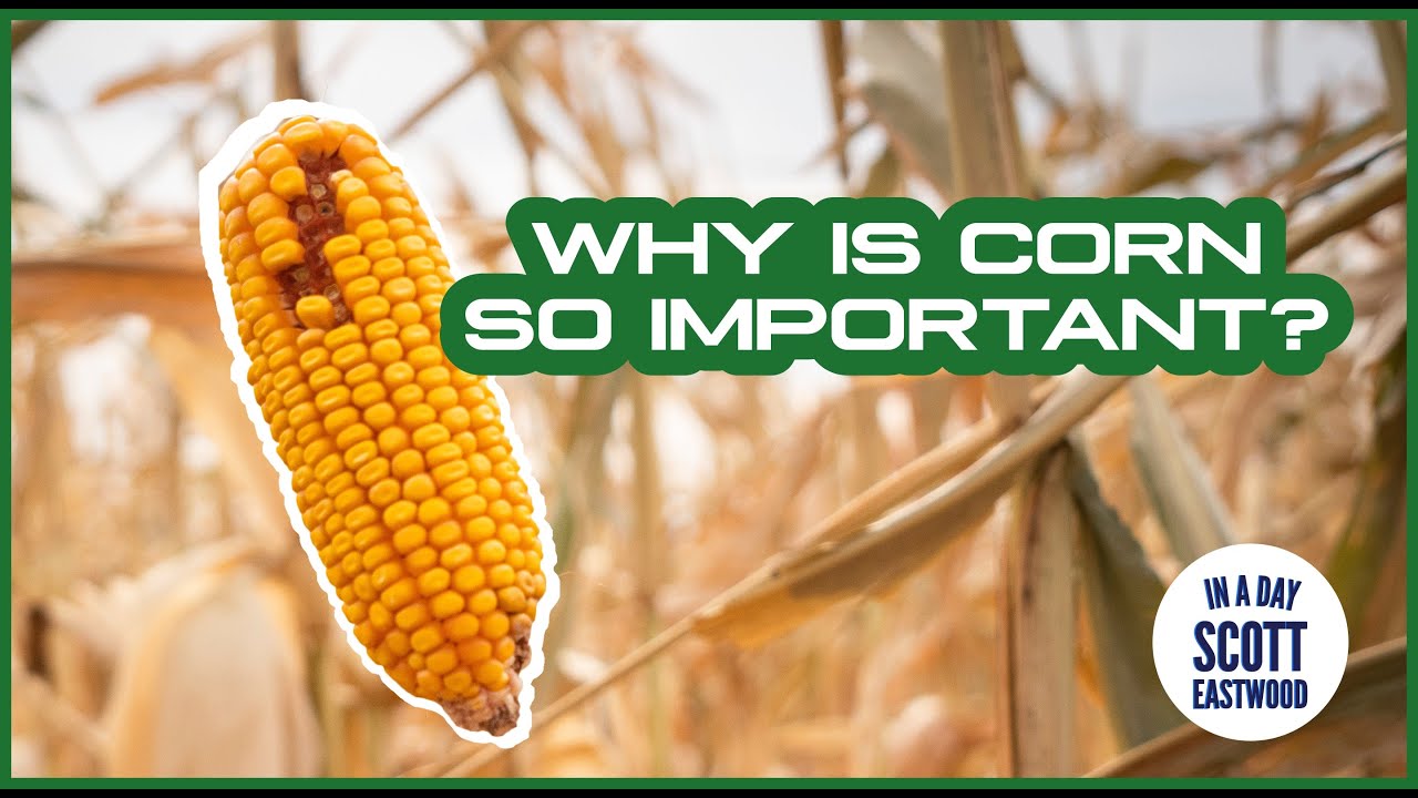 A-MAIZE-ING things you didn't know about corn.