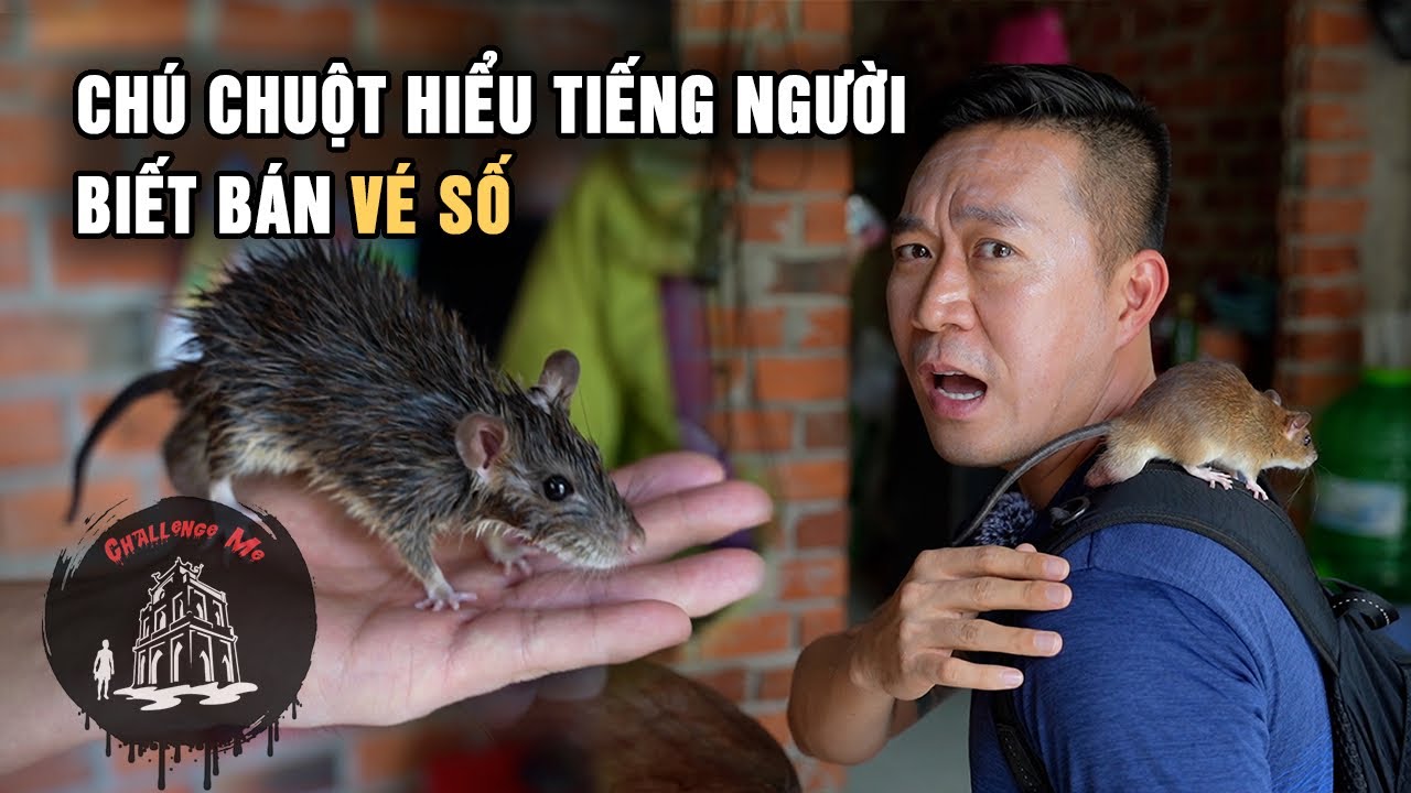 Chú chuột được thuần hoá đi bán vé số ở Sóc Trăng