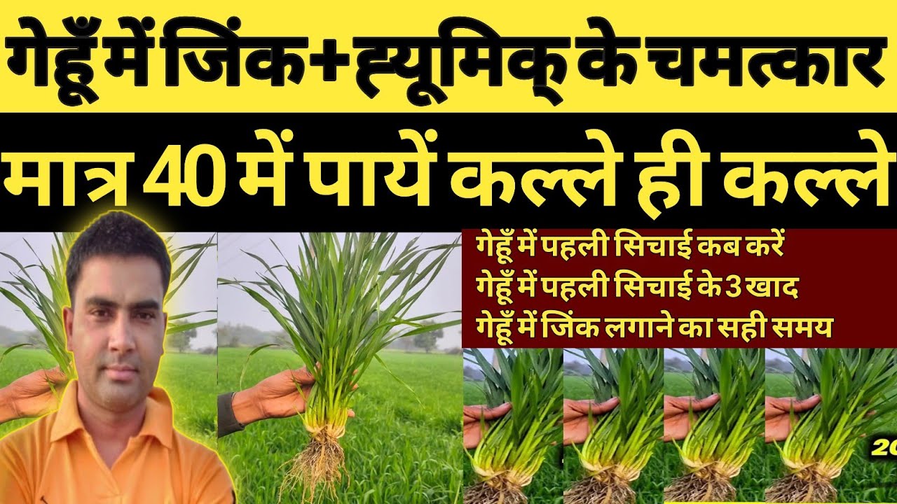 गेहूँ में जिंक+ह्यूमिक् के चमत्कार।। गेहूँ में पहली सिचाई के तीन खाद।। uses of ZINC+HUMIC in wheat