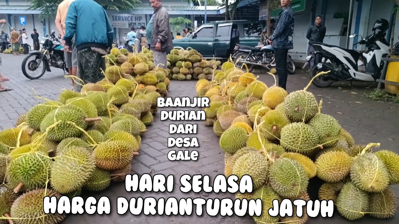 HARI SELASA BANJIR DURIAN RAMBUTAN DAN SARIKAYA || harga durian turun di pasar buah pasrepan