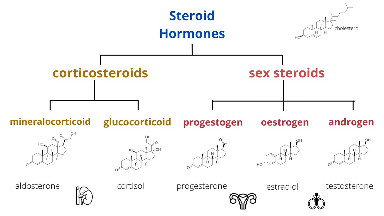 Steroid hormones and steroid hormone receptor activity profiles of progestogens