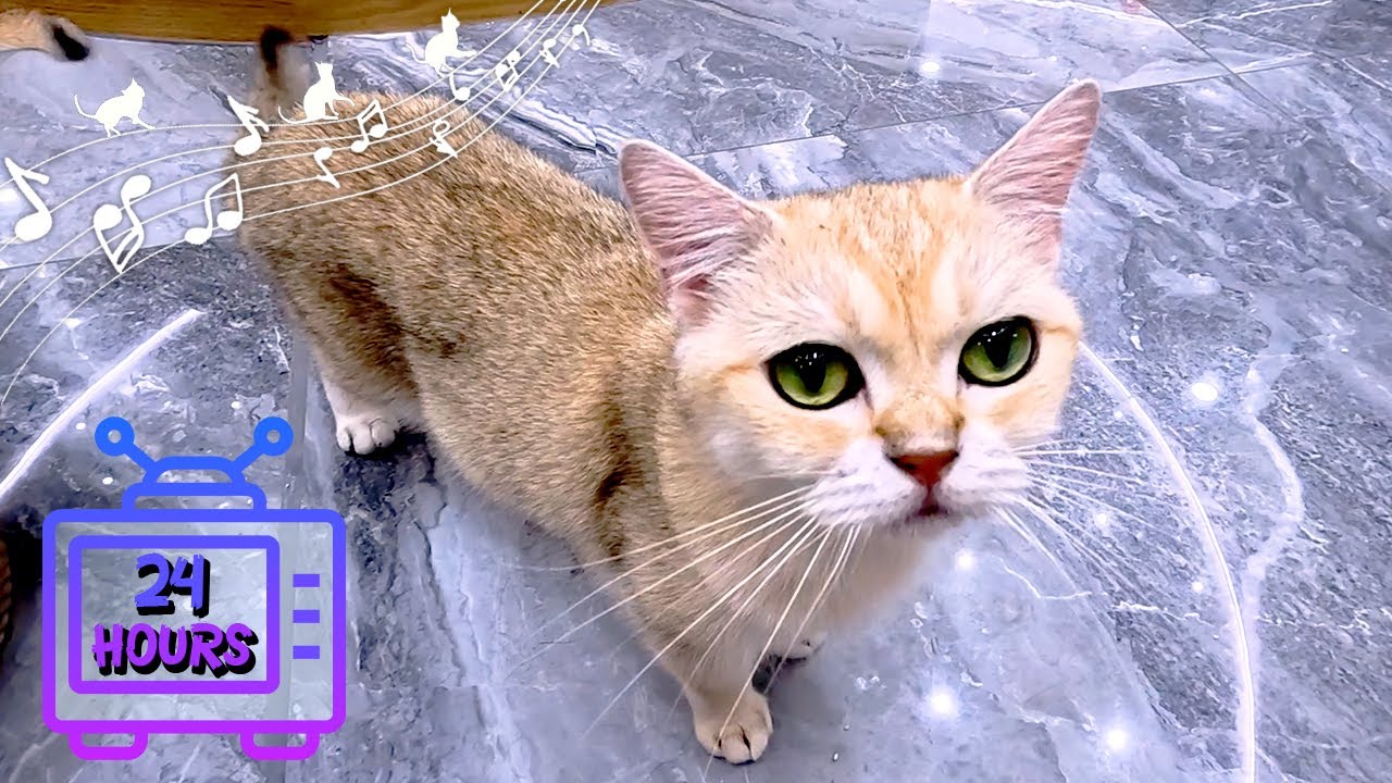 Успокаивающая музыка для кошек | Сделайте свою кошку счастливой | Музыкальная терапия для кошек #26