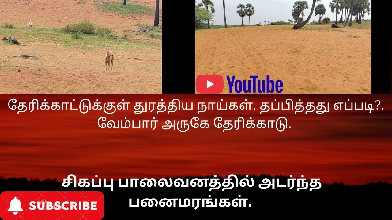 @ வேம்பார் தேரிக்காட்டுக்குள் தன்னந்தனியாக நாய்களிடம் சிக்கி மீண்டது எப்படி?. 