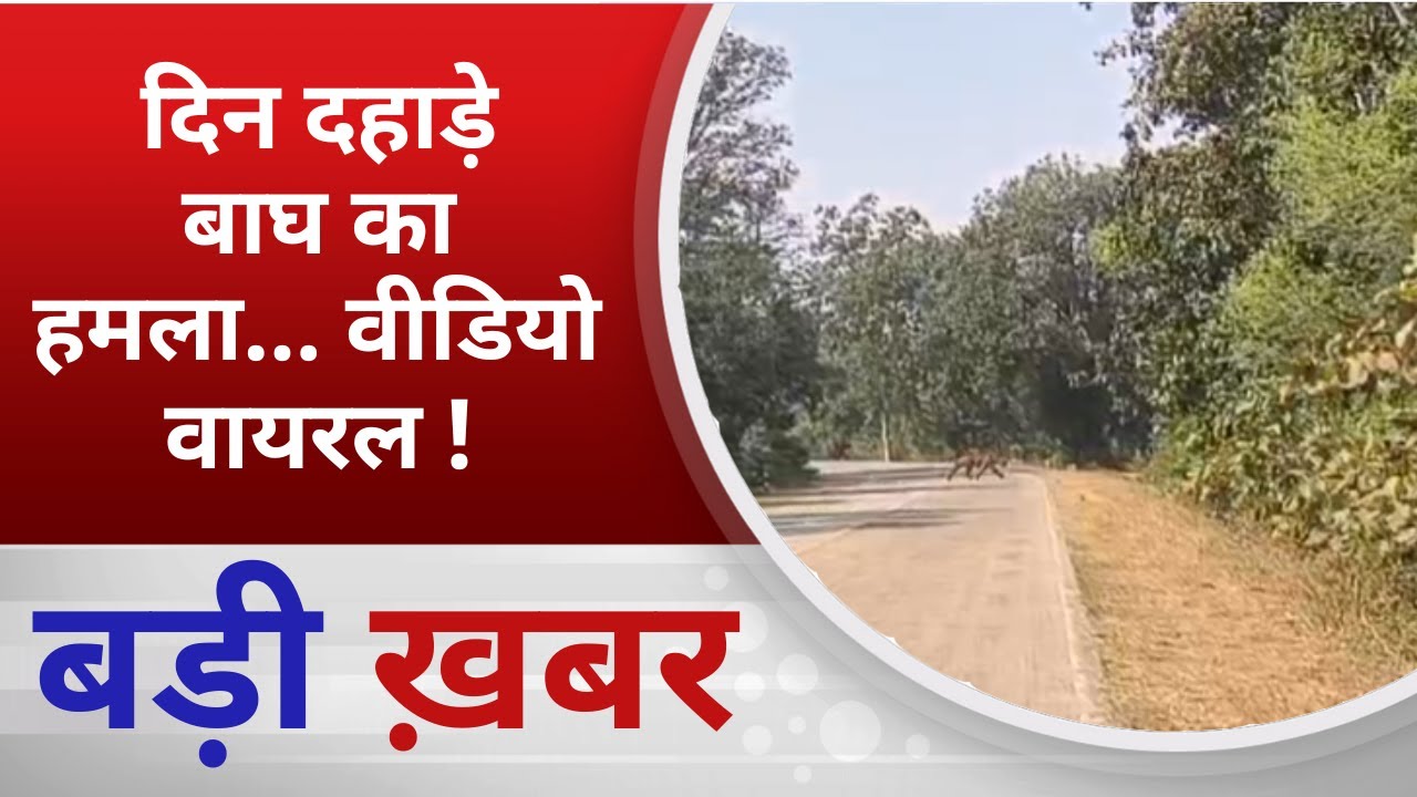BALAGHAT NEWS:   दिन दहाड़े बाघ का हमला... वीडियो वायरल !  PADMESH NEWS BALAGHAT
