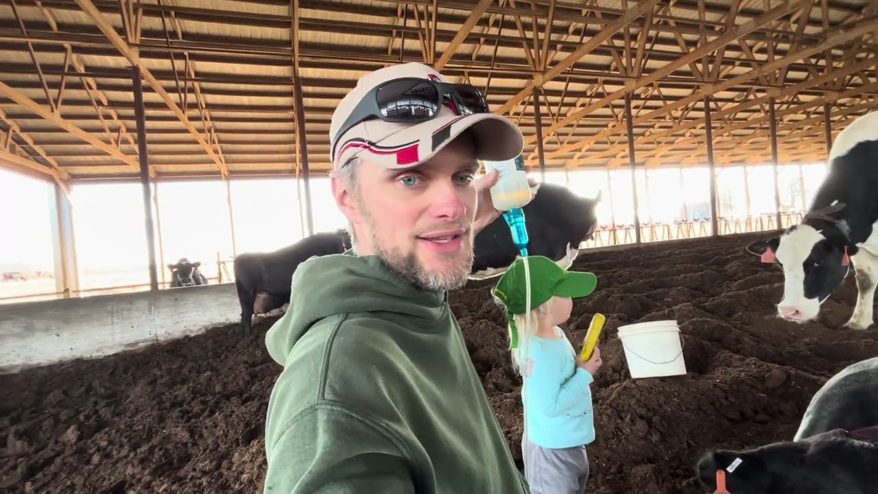 Doctoring cows with my 2 year old daughter.