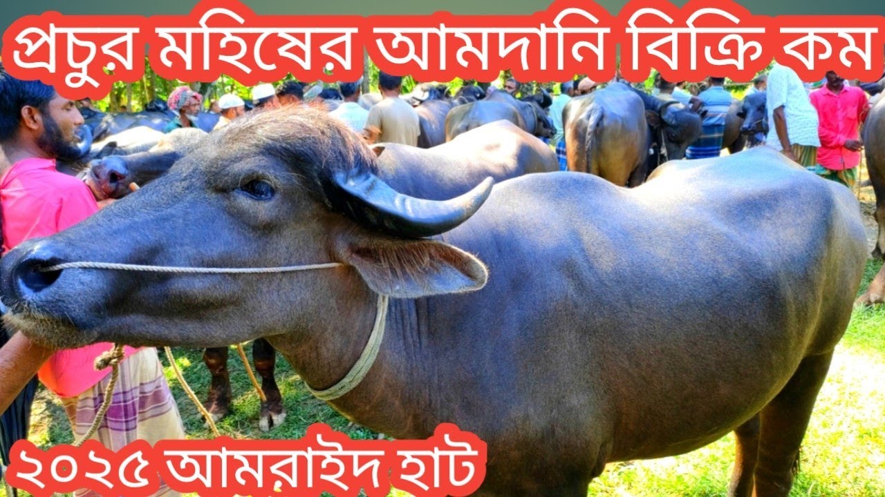 জমে উঠেছে কোরবানির হাট||বিখ্যাত হাট থেকে ২০২৫ কোরবানির উপযোগী মহিষের দাম||Amraid Hat