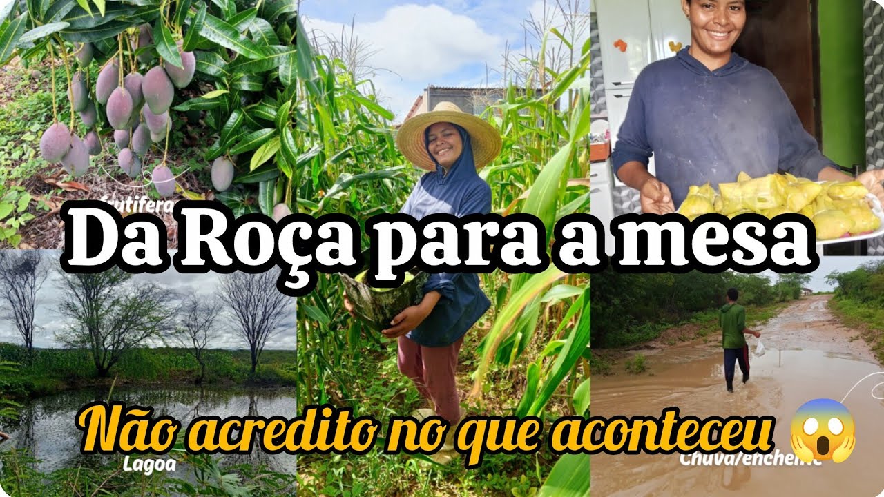 Fui Colher Milho e Olha o Que Aconteceu no Final não esperava por isso🌧️🌽😱#vidasimples #viral #milho