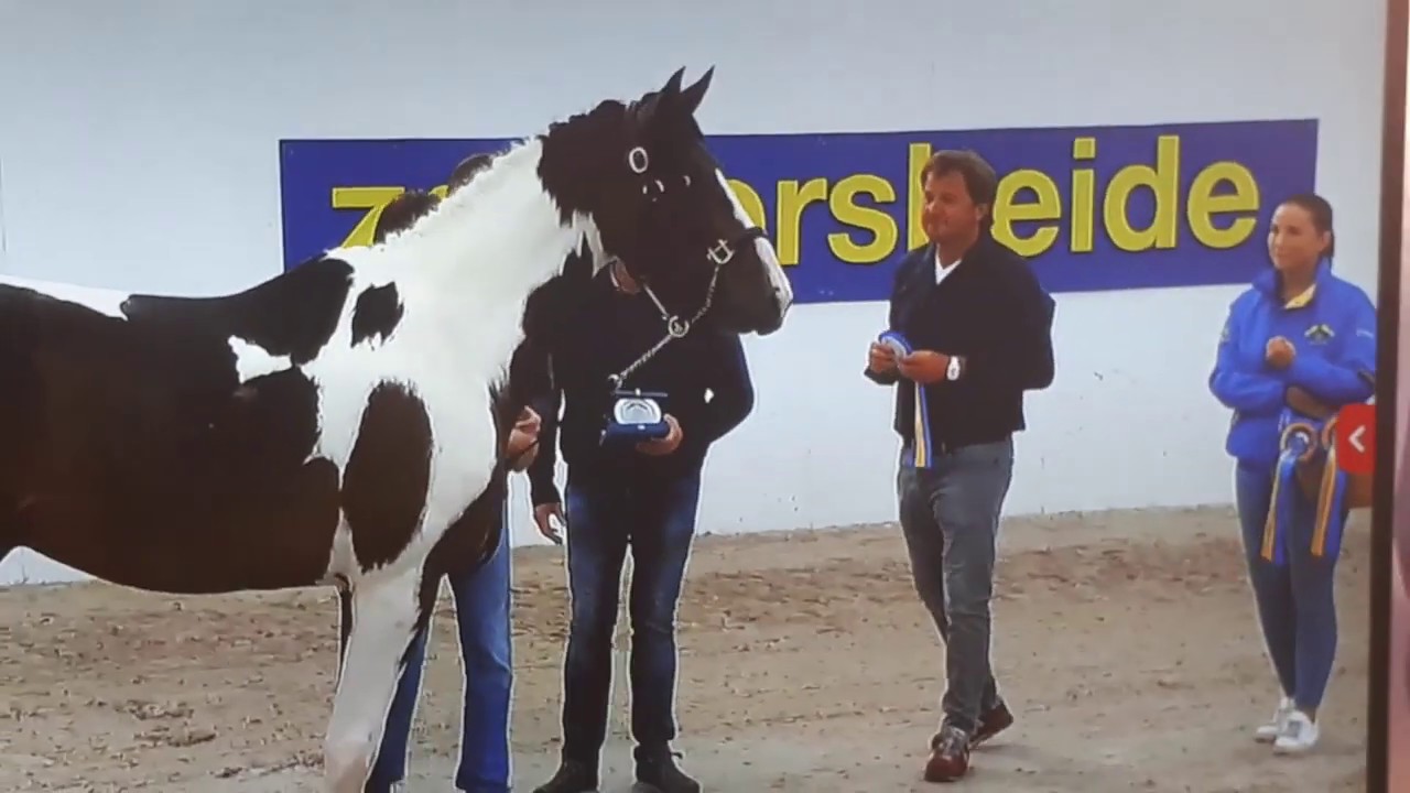 Daily Magic z: Dominator 2000 z x Mister Duc XX