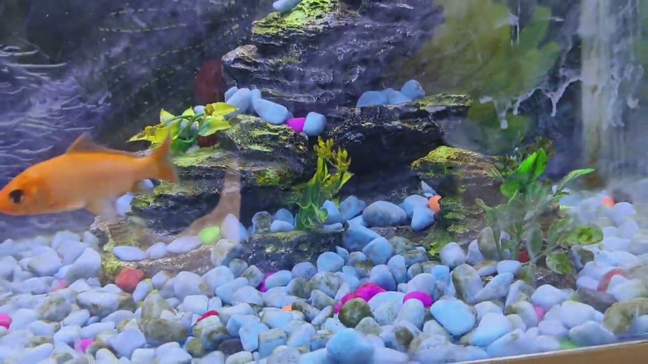 Fishes 🐠🐡🐟 are playing in the aquarium or enjoying sunbath #meditation for relaxing 😌 mind 