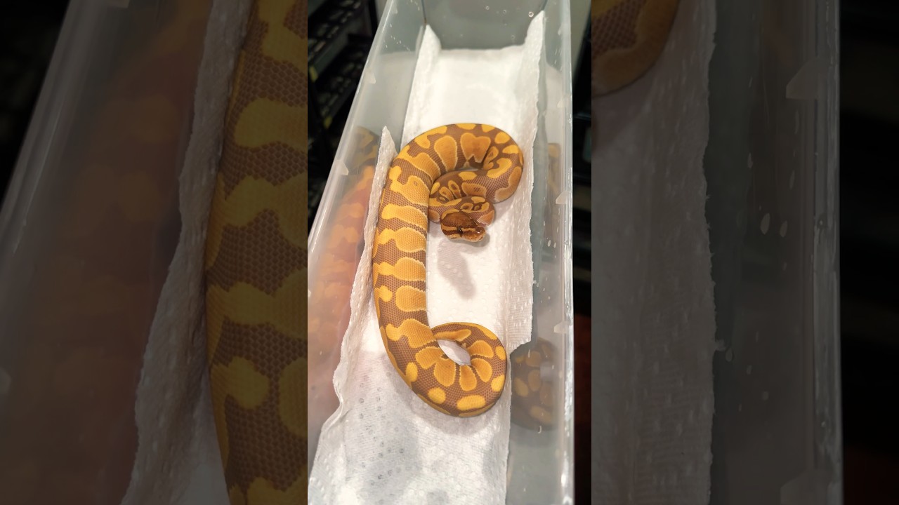 #ballpythons #ballpythonmorph #ballpythonbreeding #ballpython #reptiles #reptile #reptilelove