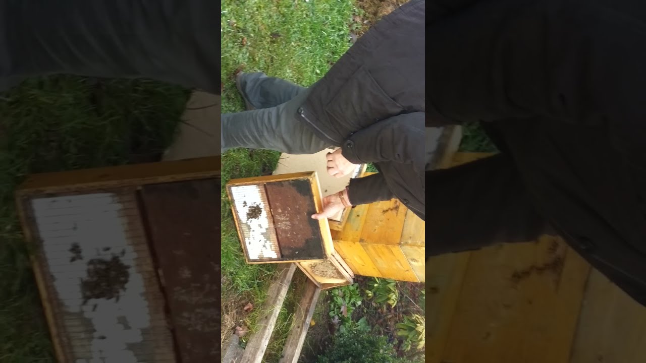 Matice v izolatorjih - Združevanje čebeljih družin - Čebelarstvo Roemergrund Dragan Stijepić