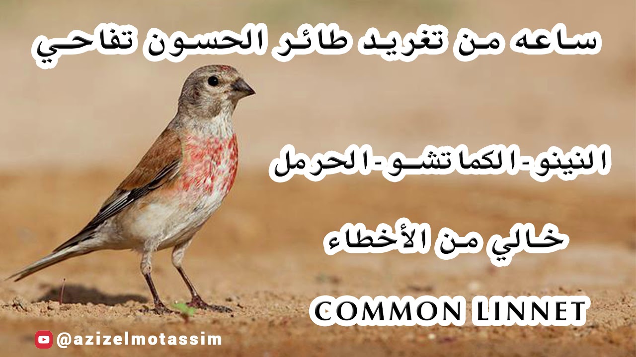 ساعه من تغريد طائر الحسون التفاحي (النينو-الكماتشو-الحرمل- Common linnet) خالي من الأخطاء
