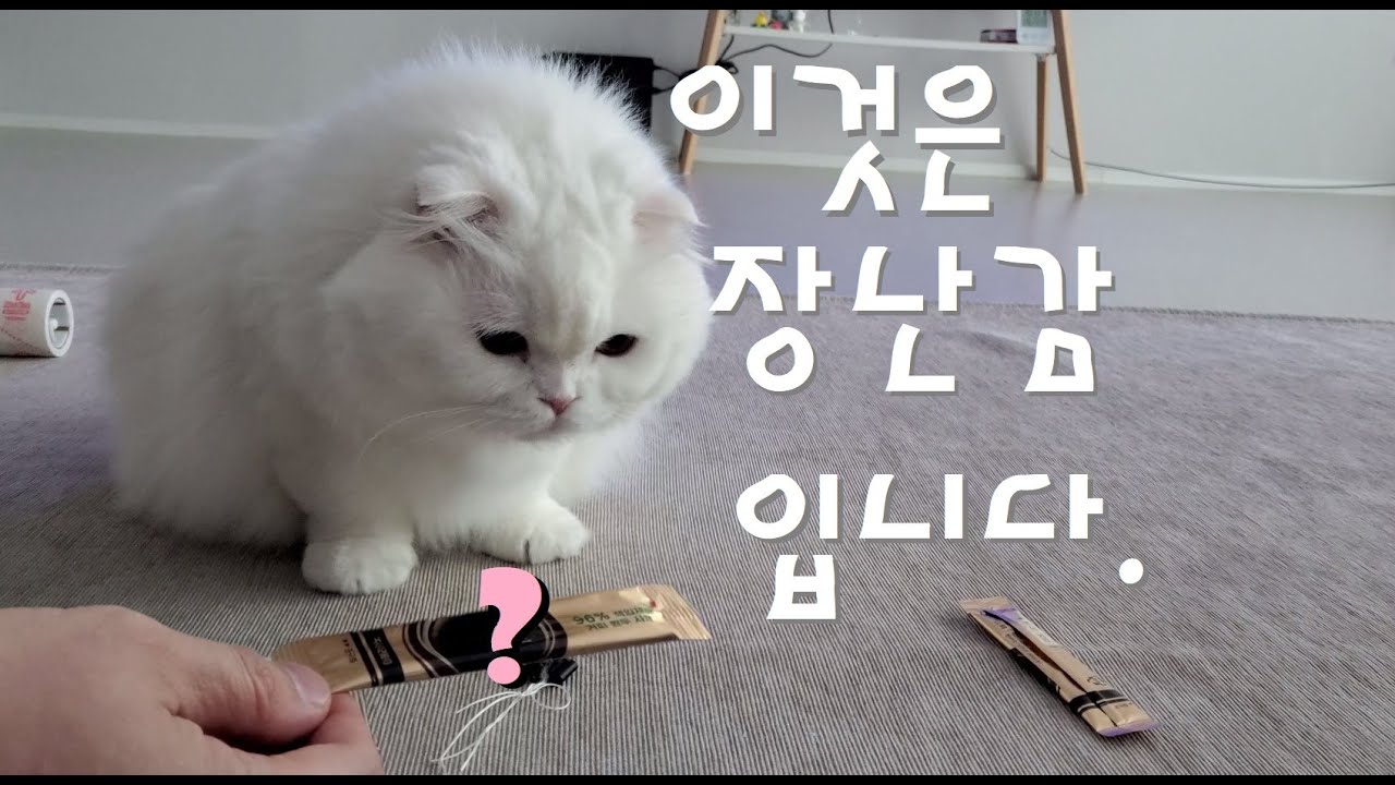 고양이 장난감 계~속 사다 보니 답이 나왔습니다. 무한대로 사줄게 아니라면 말이죠...