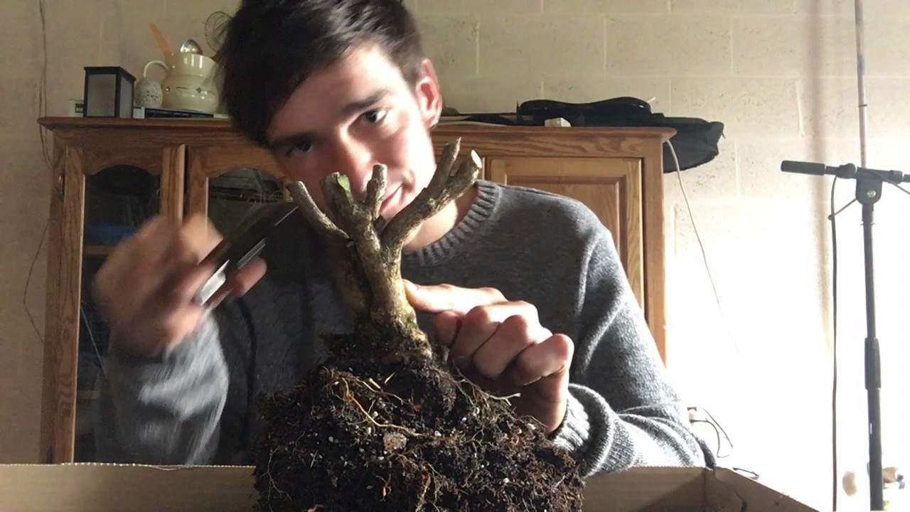 Azalea bonsai