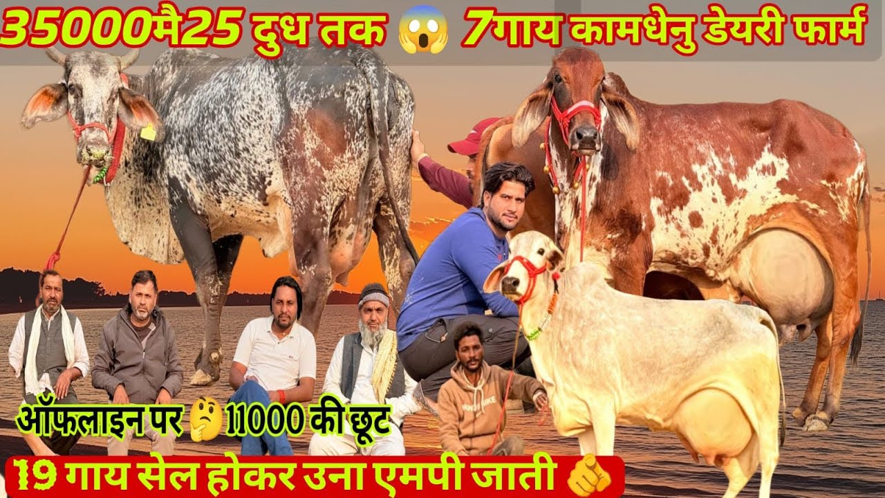 25 milk ki 👌7cow 💵35000sa shuru😳19 गाय सेल होकर ऊने एमपी जाती हुई 🚚 ऑफलाइन पर 11000छुट😱