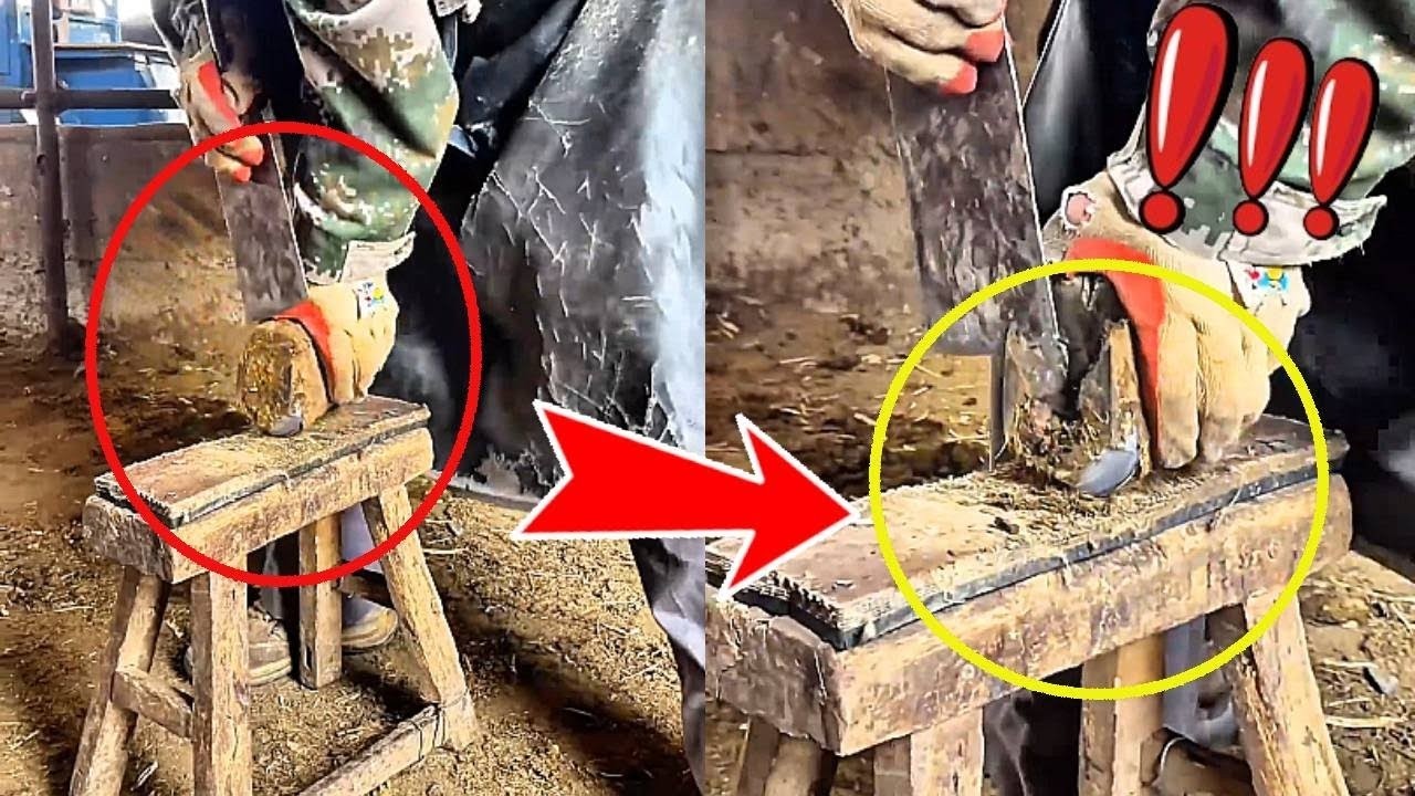 Care for animals, master trims donkey's hooves, clean and efficient.