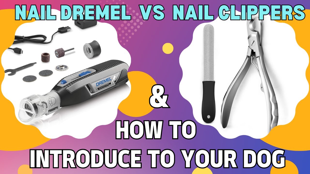 Dog Nail Clippers Vs Nail Grinder & How To Introduce A Dremel Nail Grinder Or Clippers To Your Dog