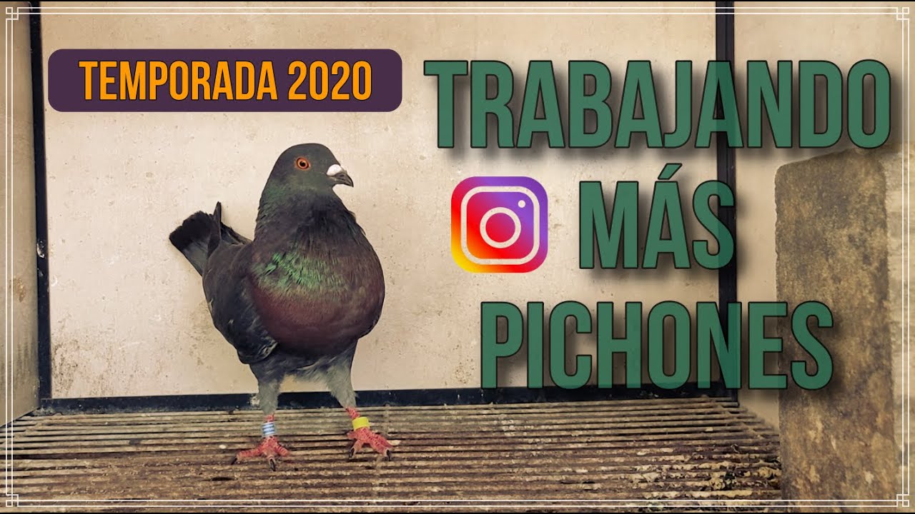 Colombicultura. Trabajando más Pichones II Temporada 2020🇪🇸😱