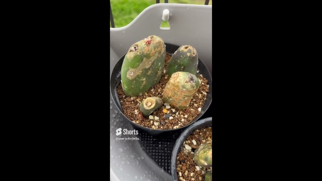 墨こけし成長日記まとめ　/サボテン　＠サボテン　/オプンチア　/ウチワサボテン