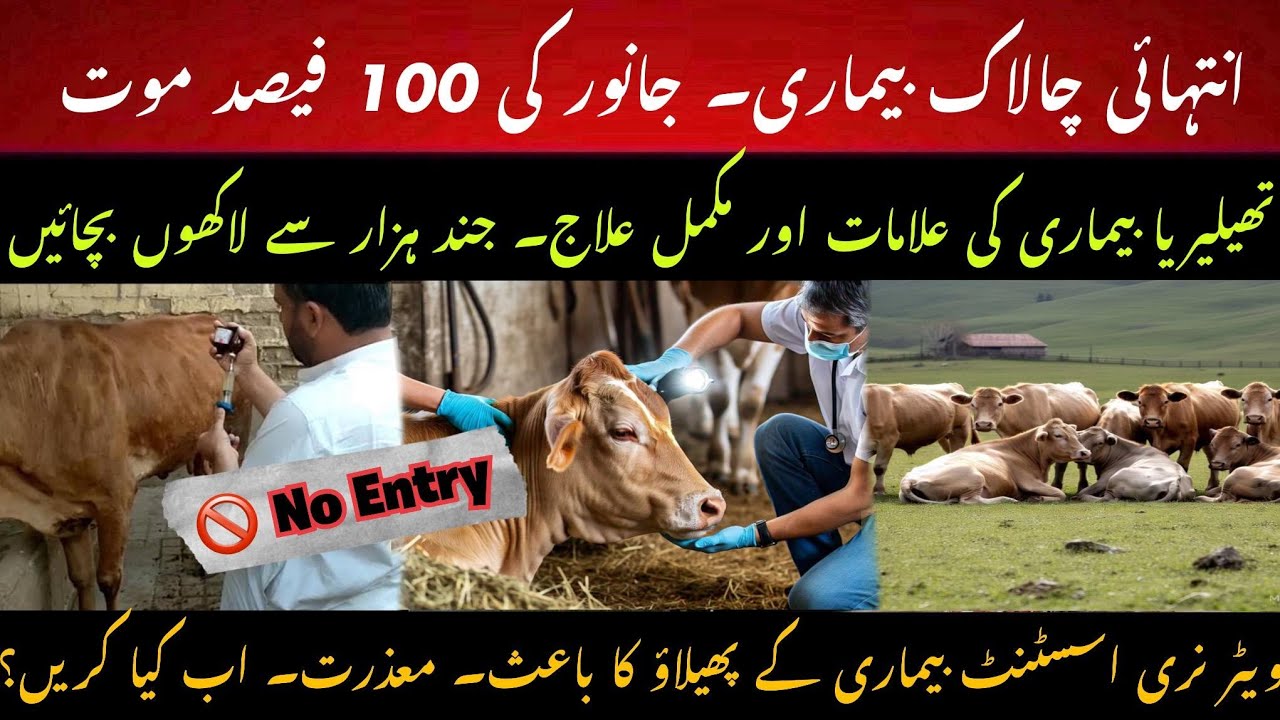 Complete treatment of life threatening disease Thelaria in cow II Treatment of thelaria