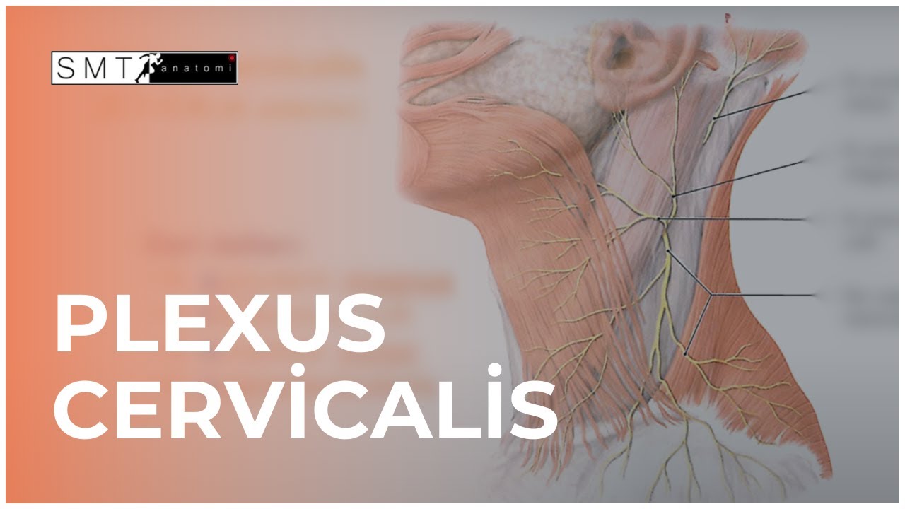 Zor Zannedilen Bir Konu: Plexus cervicalis Anatomisi