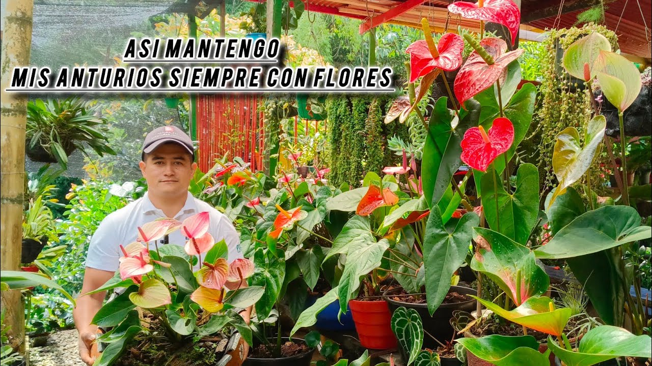 Así cuido mis Anturios y Orquídeas para que siempre estén florecidas