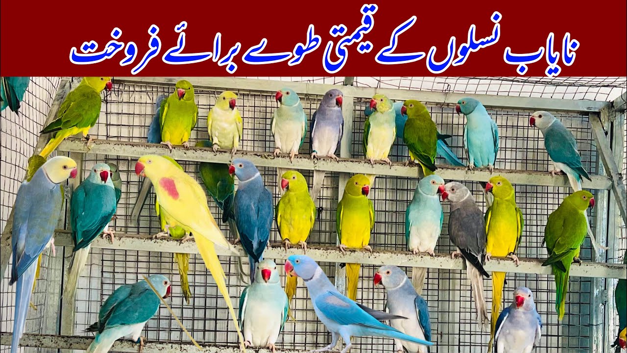 Indian Ringneck Parrots | Lutino alexander Parrot |Yellow Raw | Mutations in Ringneck Parrot | 2024