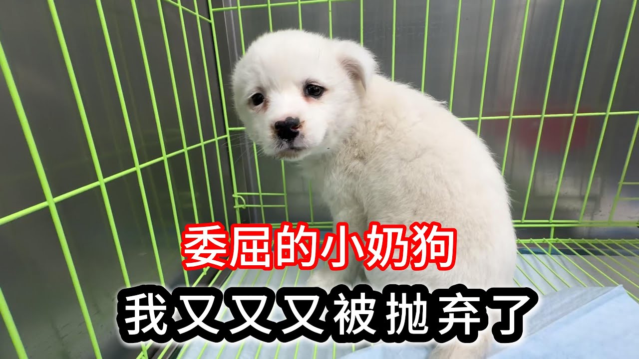 仅仅几个月大小奶狗，又被抛弃了，毛孩的样子实在太可爱啦！