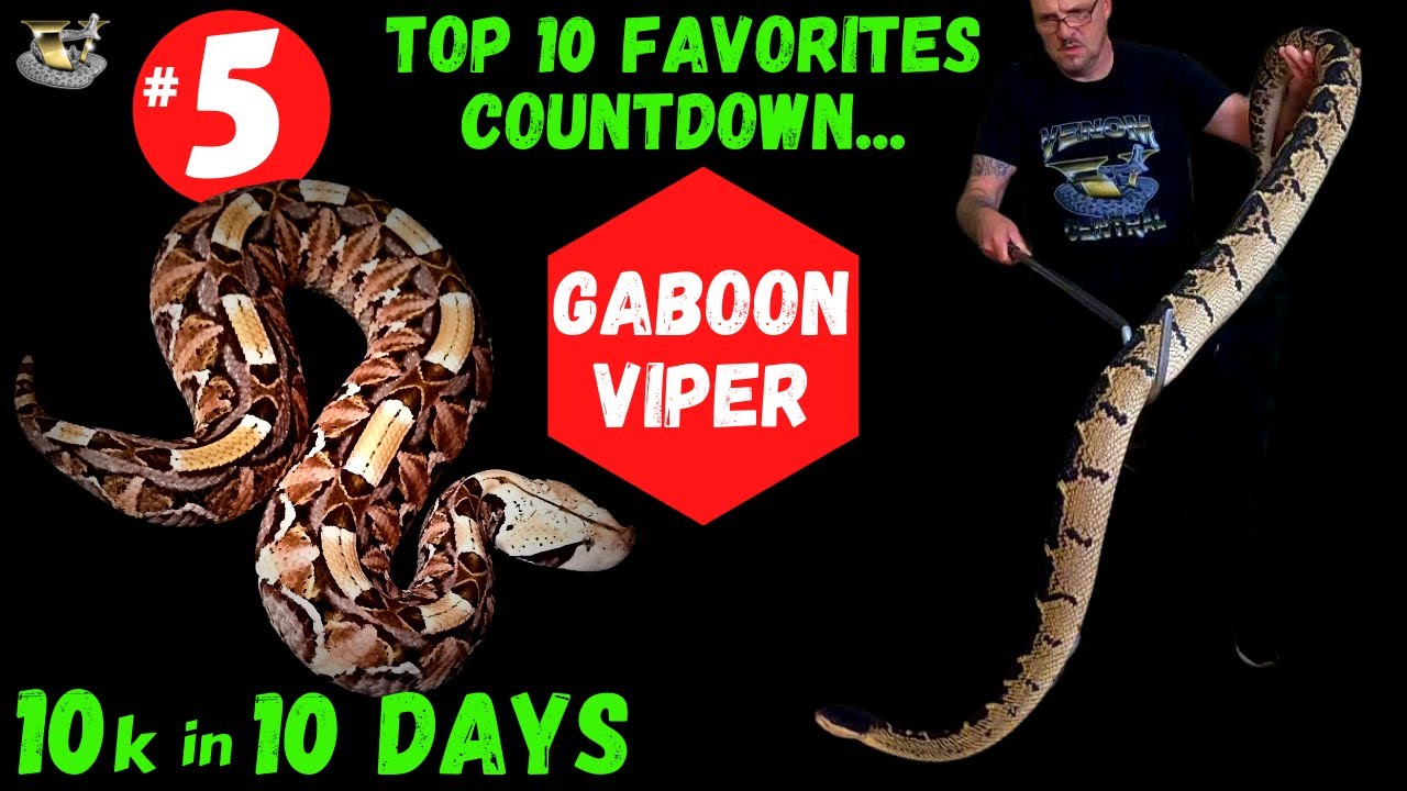 One of the World's Fastest Snakes, In Slow Motion