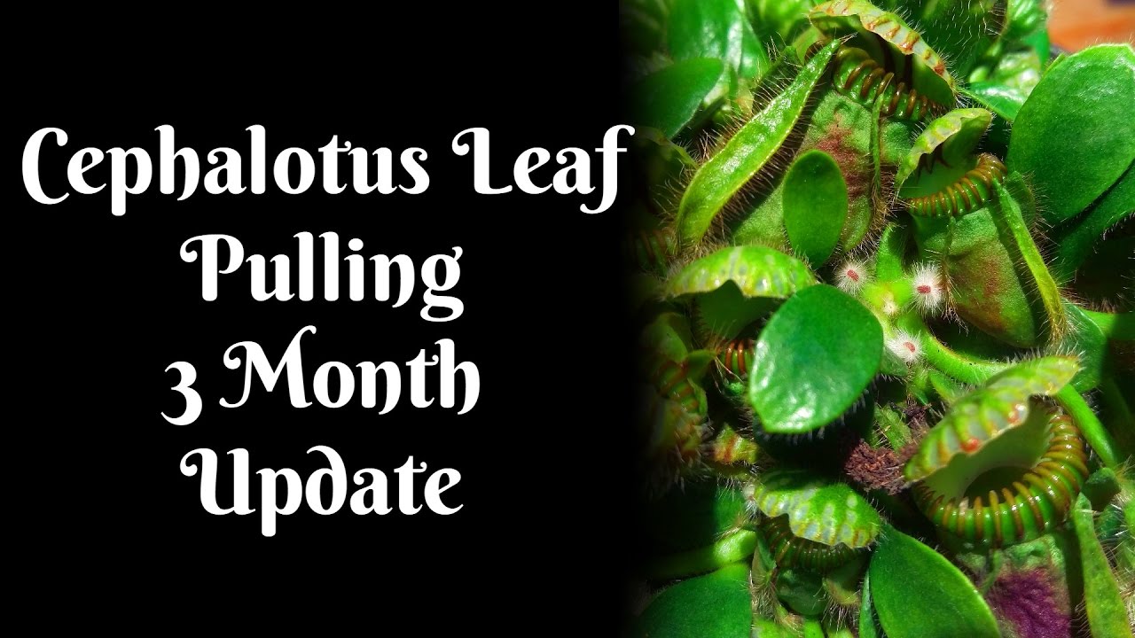 Cephalotus Leaf Pulling 3 Month Update