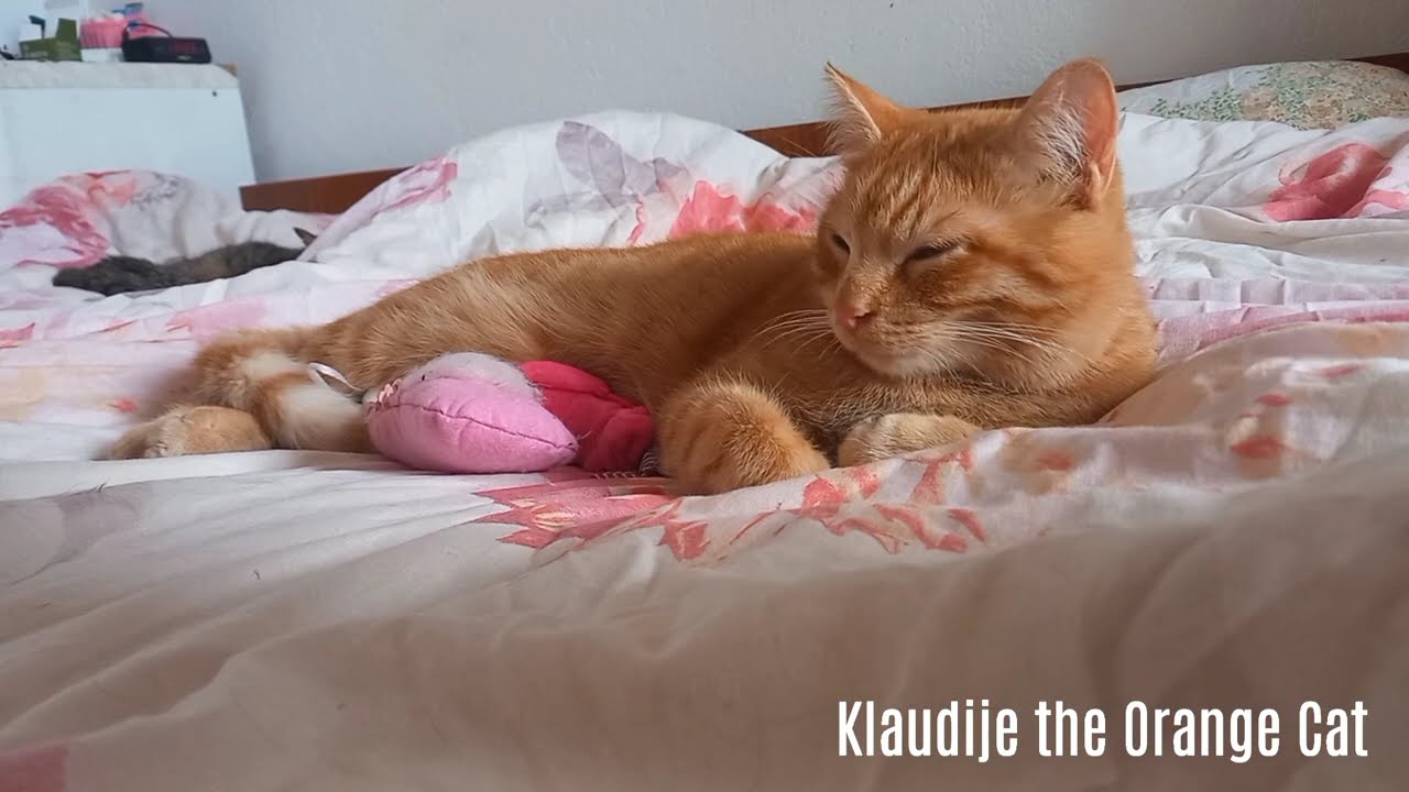 CUTE orange kitten sleeping 😽