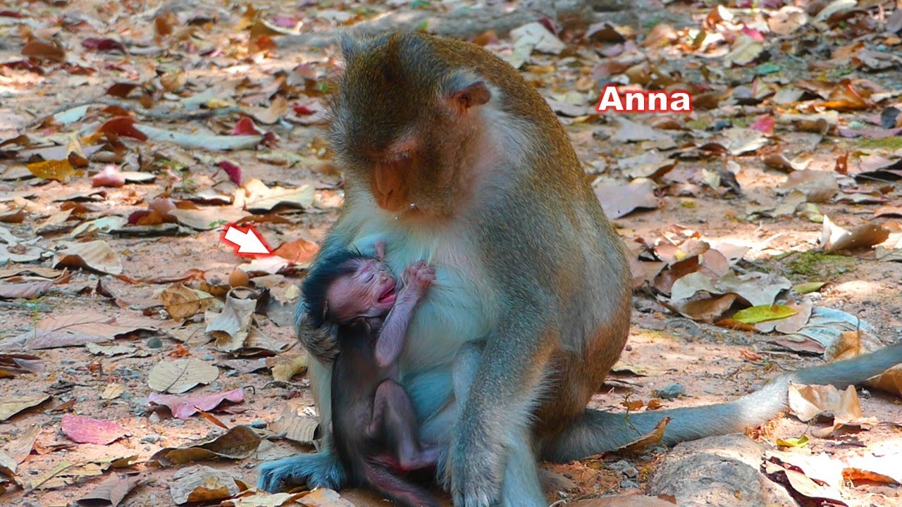 The lovely baby Amelia is very heartbroken while Anna wanted to refuse milk