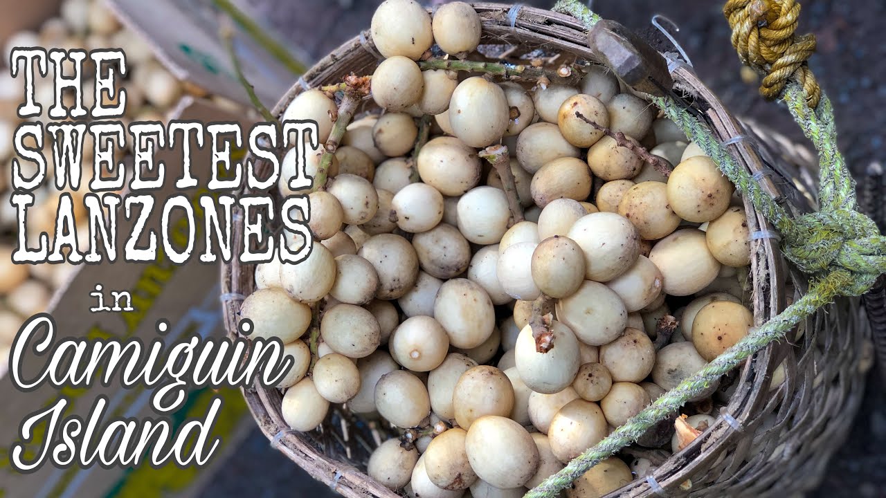 HARVESTING THE SWEETEST LANZONES IN CAMIGUIN ISLAND