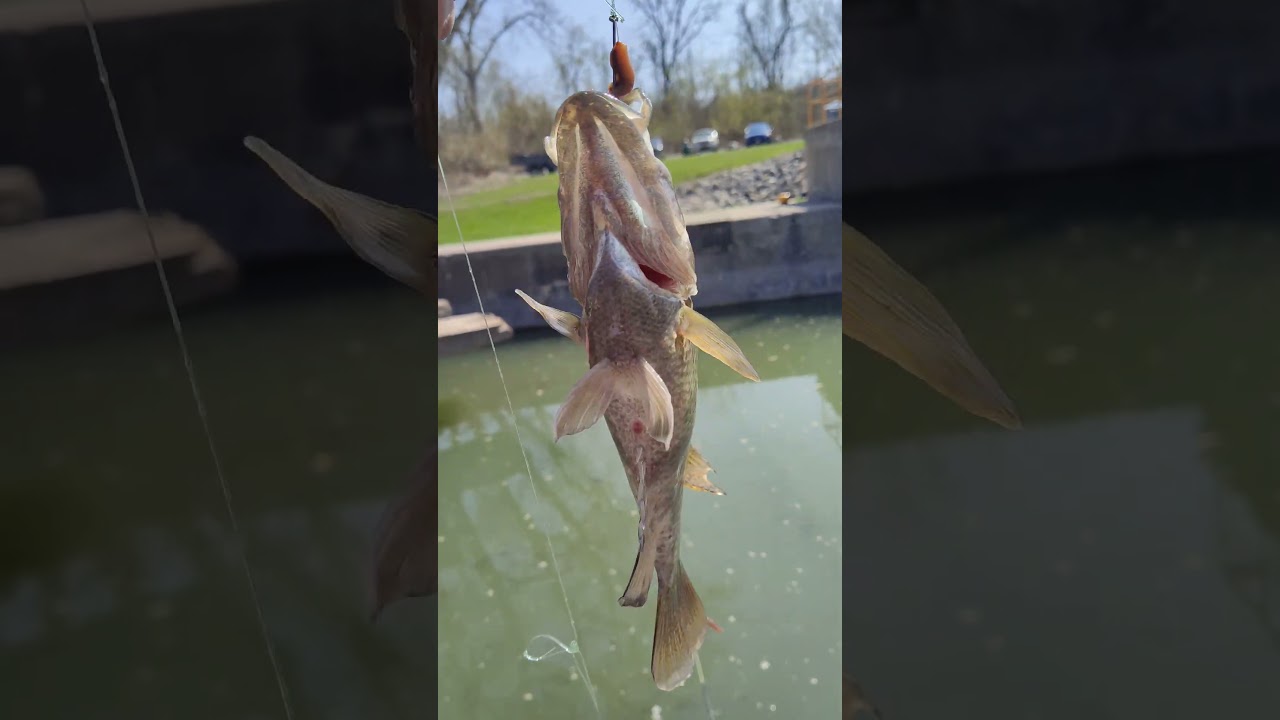 каменный окунь/ rock bass