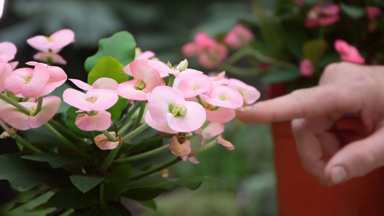 La euphorbia milii, una planta que siempre está en flor - Bricomanía - Jardinatis
